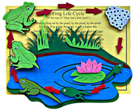 Frog Life Cycle